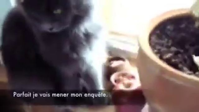 Moumoute Poirot et le crime de la toast express (soutitré) смотреть онлайн