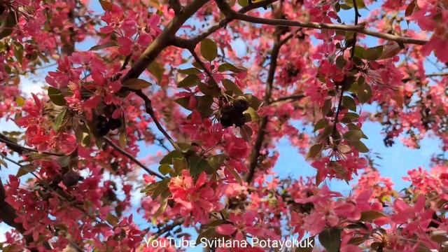 Pissardi plum blooms beautifully! Слива "Піссарді" гарно цвіте! Яскраві фарби в саду! Слива Писсард смотреть онлайн