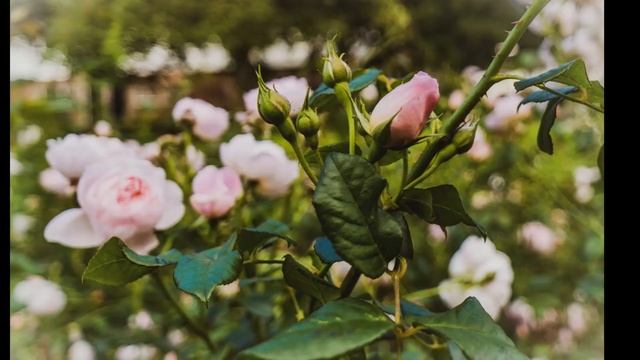 Port Sunlight 2020 смотреть онлайн