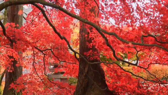 Улас Самчук МОЯ ОСІНЬ #аудіокнигаукраїнською #аудіокнига смотреть онлайн