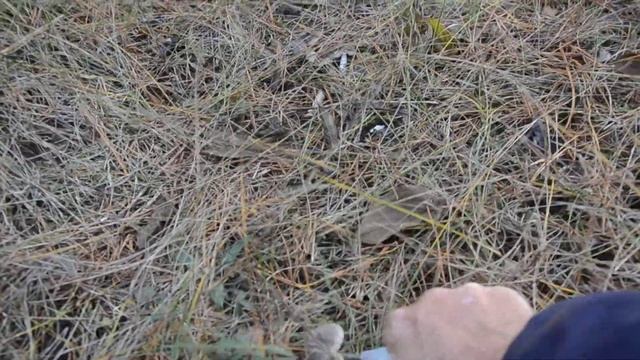 Грибы ноября, "ноябрята")) смотреть онлайн