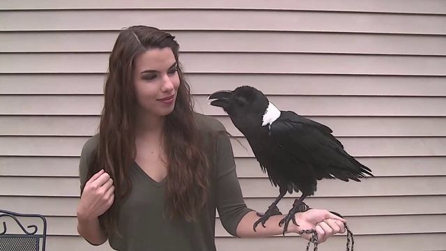 Говорящая птица... & Черный ворон!!@! смотреть онлайн