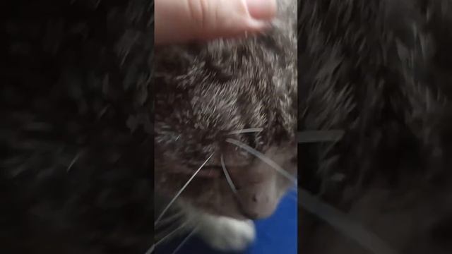 кот Матроскин заболел. смотреть онлайн