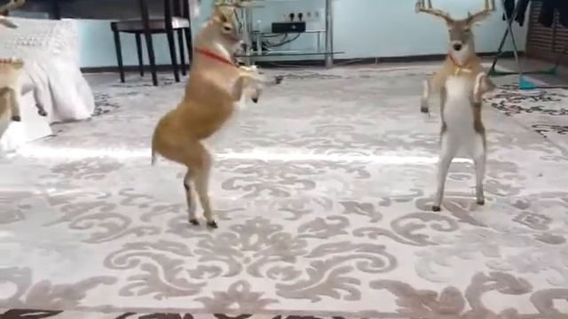 Зачем. Папа оленей принес аааа😂😂😂 смотреть онлайн