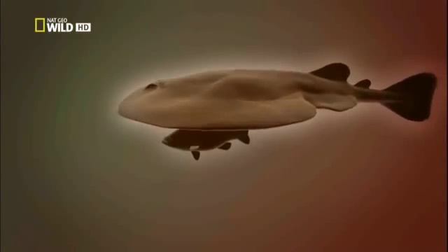 Животные убийцы,опасный электрический скат смотреть онлайн