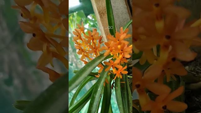 Vanda asccosentrum miniata смотреть онлайн