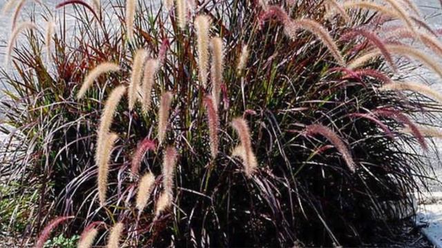 Purple Fountain Grass | Pennisetum Setaceum