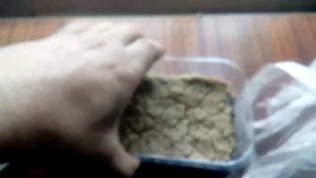 Как быстро вырастить кактус - 10 суток моим кактусам они уже такие большие смотреть онлайн