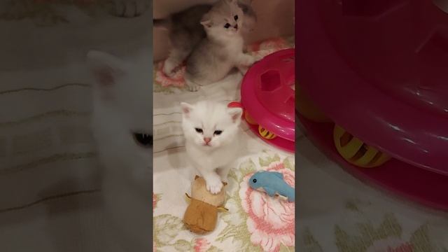 Британские серебристые шиншиллы смотреть онлайн
