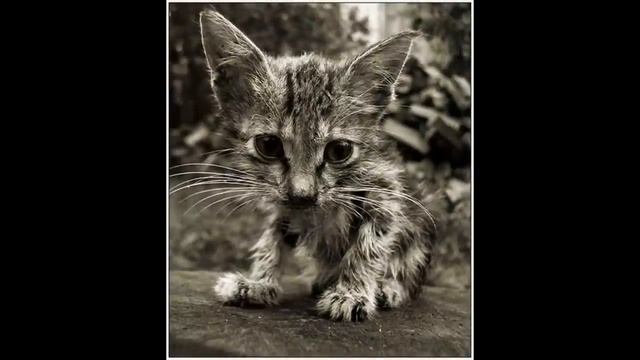 Бездомные кошки - кто их разводит. Тронуло до слез / Homeless cats смотреть онлайн