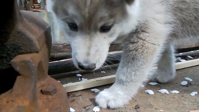 Будни Маламута.Метис Хаски-Маламут