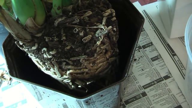 Перевалка цимбидиума ❀ Cymbidium Landing ❀ корни цимбидиума ❀ субстрат для цимбидиума