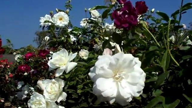 Rose Tree Twofer Iceberg and Burgundy Iceberg.mov смотреть онлайн