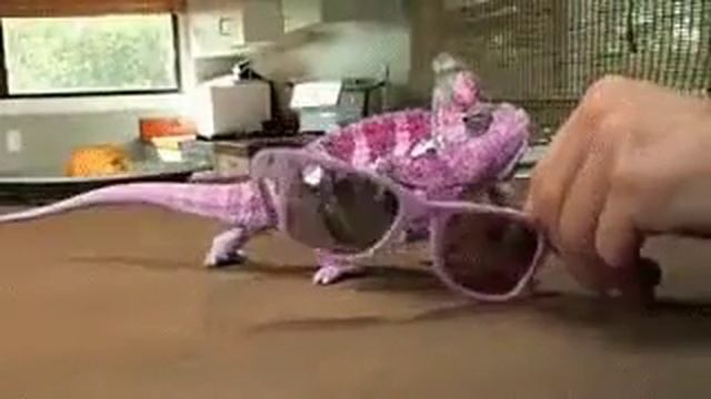 Факт о хамелеоне:хамелион меняет цвет за что держится смотреть онлайн