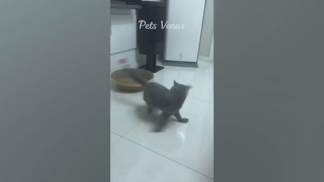 New Funny Animals ? Funniest Cats and Dogs 2023 ?? Part 8 смотреть онлайн