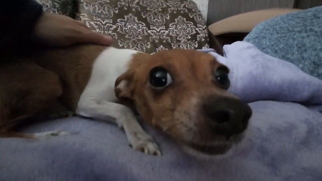 Домашний Пёс. Мини той-терьер. смотреть онлайн