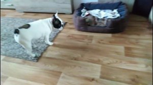 ОСТОРОЖНО!!! Много лая. Злой щенок французского бульдога. Французский бульдог лает на телевизор.