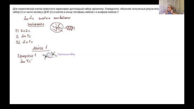 Готовимся к ЕГЭ по биологии. 27 задание. Ловчие сети хромосомных наборов делящихся клеток (1) смотреть онлайн