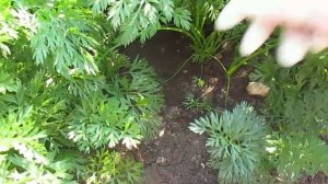Закучерявилась ботва моркови.Избавляемся от морковной и луковой мухи.