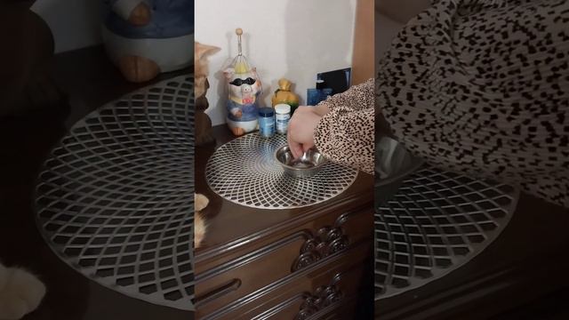 Как мой кот трескает Трансфер Фактор за обе щёки) смотреть онлайн