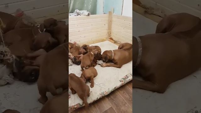 Родезийский риджбек. Щенки_Зури и Фарея_3_2017 смотреть онлайн