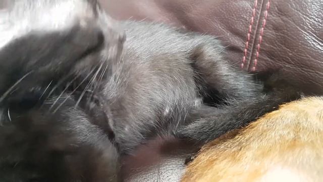 Little Kitten Grooming смотреть онлайн
