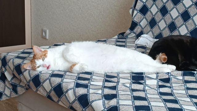 Кузя смотреть онлайн