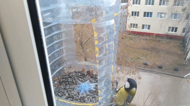 Кормушка для птиц из бутылки кормим птиц смотреть онлайн