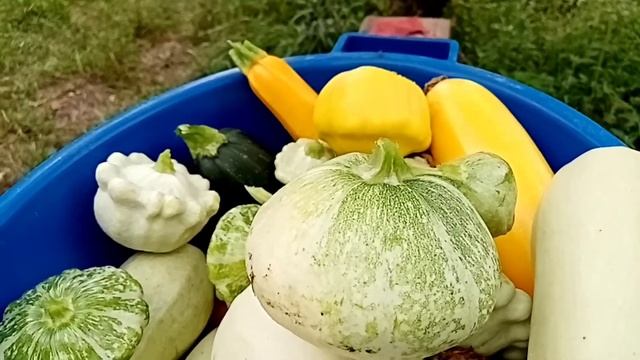 Прогулка. Уход за томатоми в теплице. На огурцах тля. смотреть онлайн