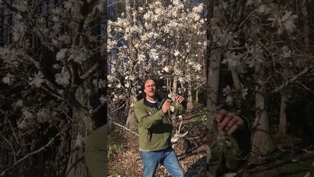 Landscape Planting Ideas - Magnolia Stellata “Plants To Watch”  Www.outdoorimagesinc.com