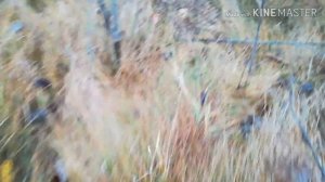 Охота на куропаток! Как поймать куропатку