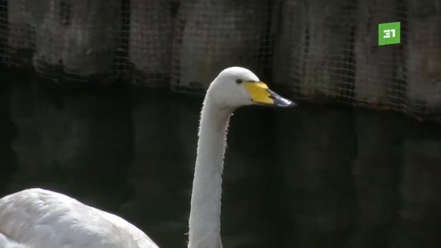 «Не стреляйте в белых лебедей». На озере Большой Сарыкуль установили таблички для охотников смотреть онлайн