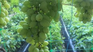 Кишмиш Рататуй (Cotton Candy, Сладкая вата) на 12 августа 2022 г.