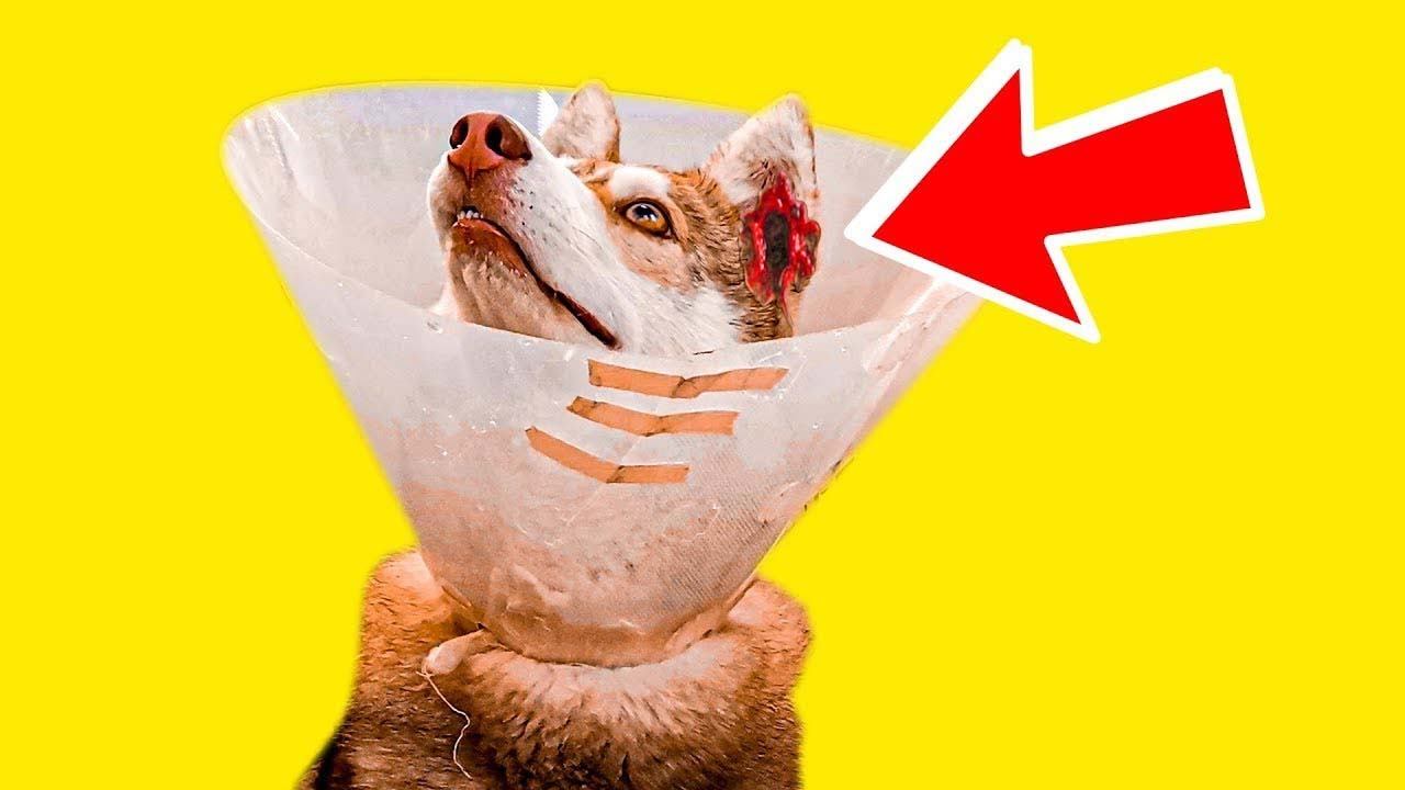 ВСЕ РАНЫ БУБЛИКА!! (Хаски Бандит) Говорящая собака смотреть онлайн