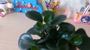 Комнатные растения. Пеперомия туполистная. Стрижка. Посадка. #обзор#комнатныерастения#комнатныецвет