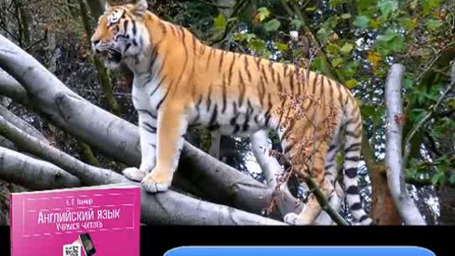 обучение чтению на английском языке в средней школе / тигр смотреть онлайн
