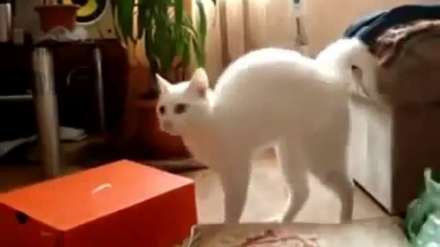 кот учится ходить на двух ногах))) смотреть онлайн