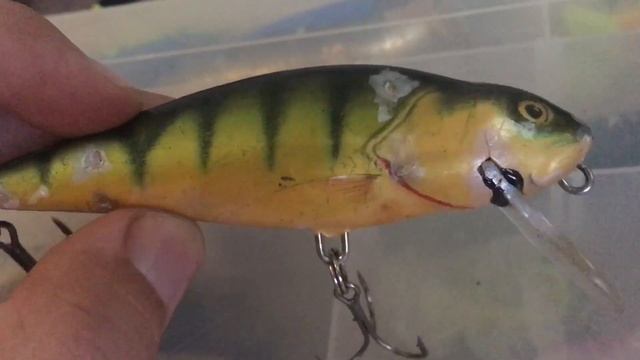 Salmo Perch 12f