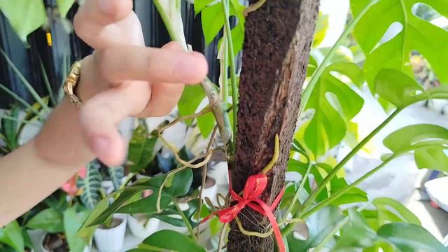 Rhaphidophora Tetrasperma смотреть онлайн