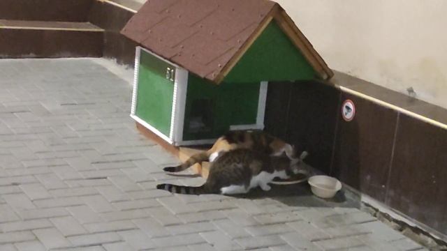 кошки собственный дом с номером