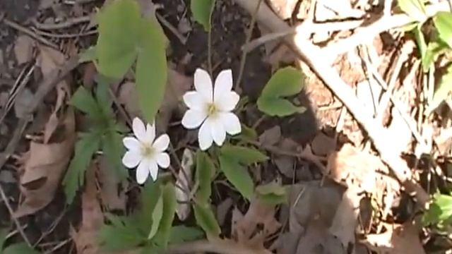 Twinleaf (Jeffersonia Diphylla ) смотреть онлайн