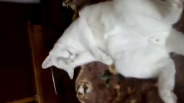 КОТ БАРЫГА смотреть онлайн