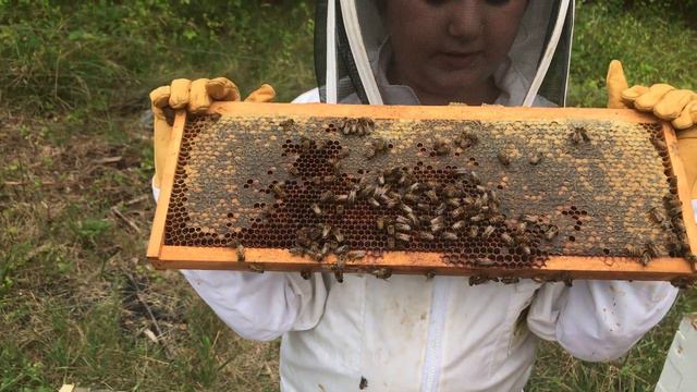 Where Does Honey Come From? A Kid Beekeeper Explains. смотреть онлайн