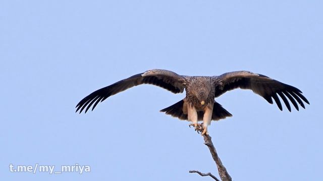 Молодой Солнечный орёл (могильник). смотреть онлайн