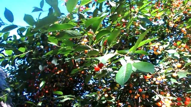 вишня склянка смотреть онлайн