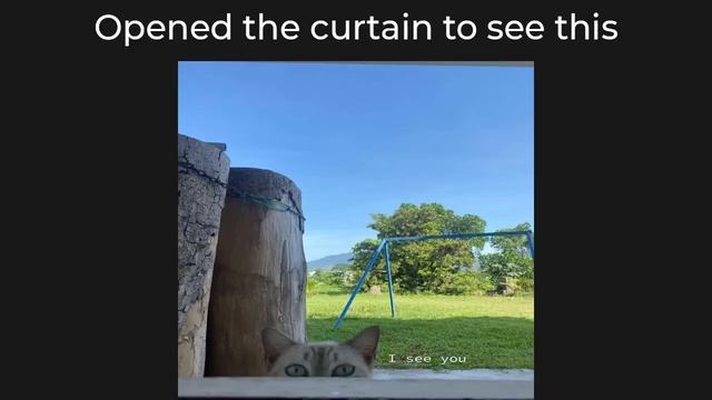CAT MEMES 5 смотреть онлайн