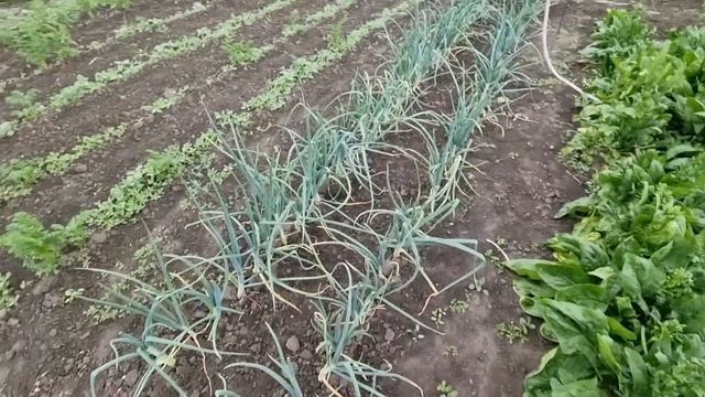 Что в моем огороде, 15 соток, 10 июня, Обзор посадок и участка, Городская огородница #нетвойне смотреть онлайн