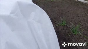 НЯТЯГИВАЕМ  тент на  ЧУДО-ТЕПЛИЦУ и устанавливаем парник для помидор.