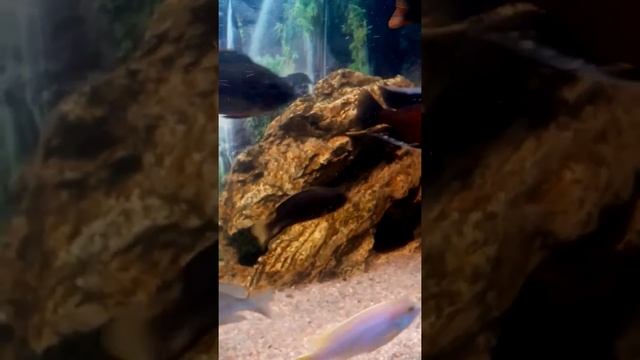 ПСЕВДОТРОФЕУС АЦЕЙ НГАРА смотреть онлайн