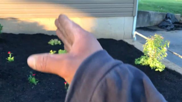 🥰 cutest walk thru job EVER 🌺🌱💚 limelight hydrangea autumn sedum joy double play spirea dianthus смотреть онлайн